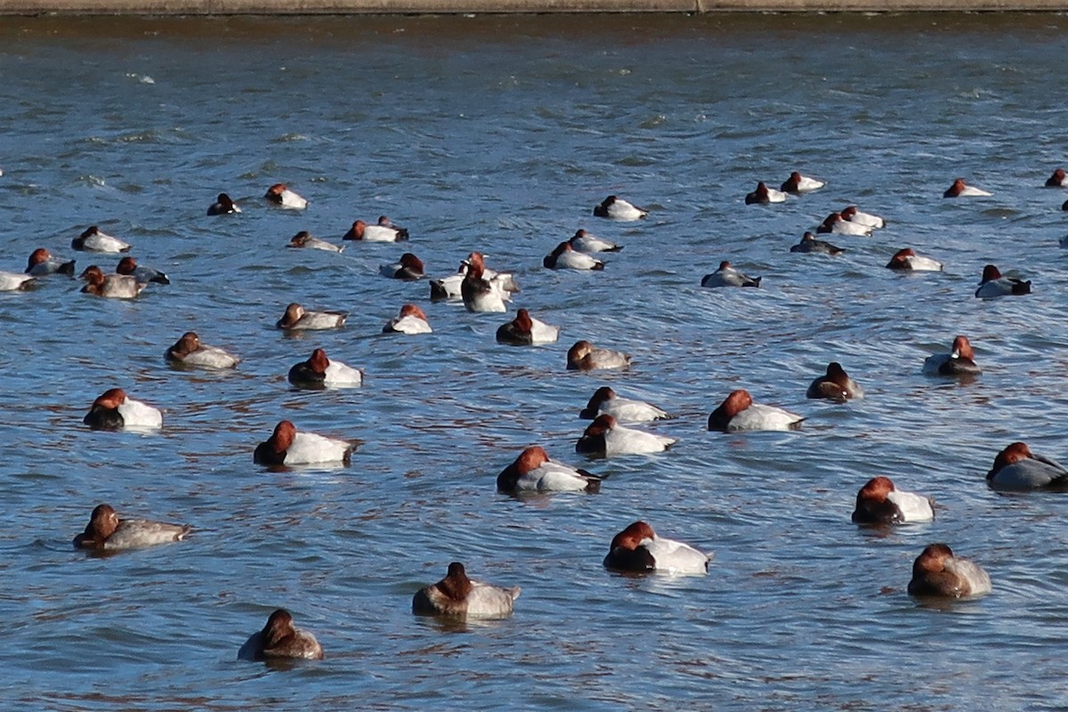 Common Pochard - ML391259401
