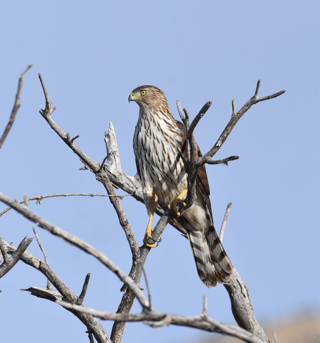 Cooper's Hawk - ML391259831