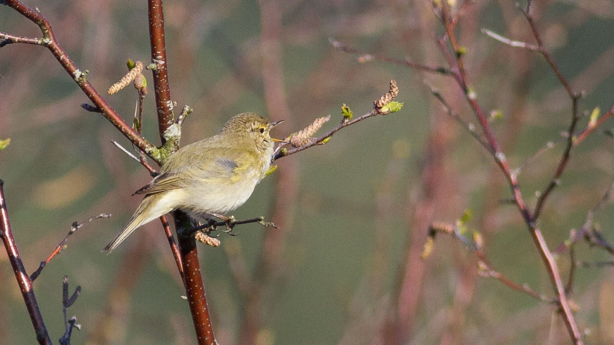 Common Chiffchaff - ML391262321