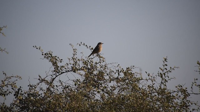 Black Redstart - ML391262531