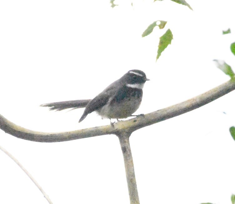 Spot-breasted Fantail - ML391263441