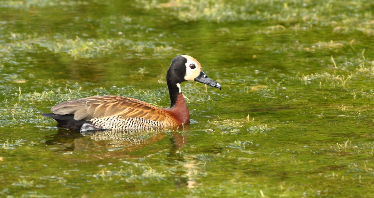 White-faced Whistling-Duck - ML391266221