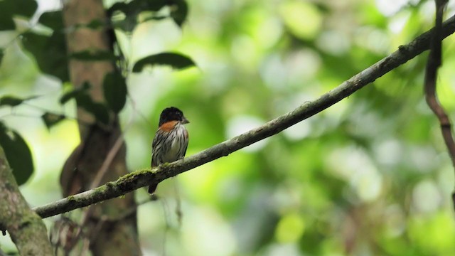 Rufous-sided Broadbill - ML391266441