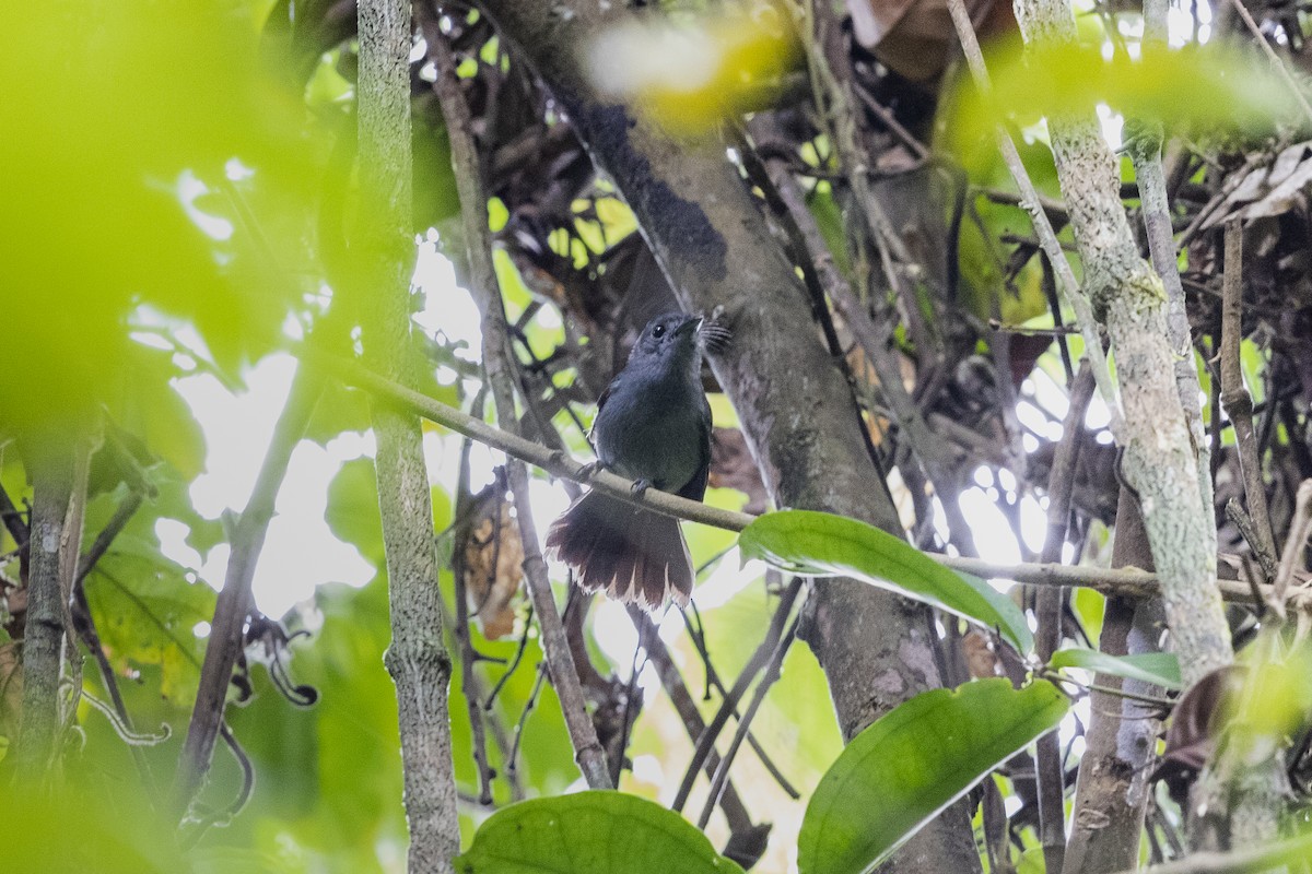 Dusky Crested Flycatcher - ML391266501