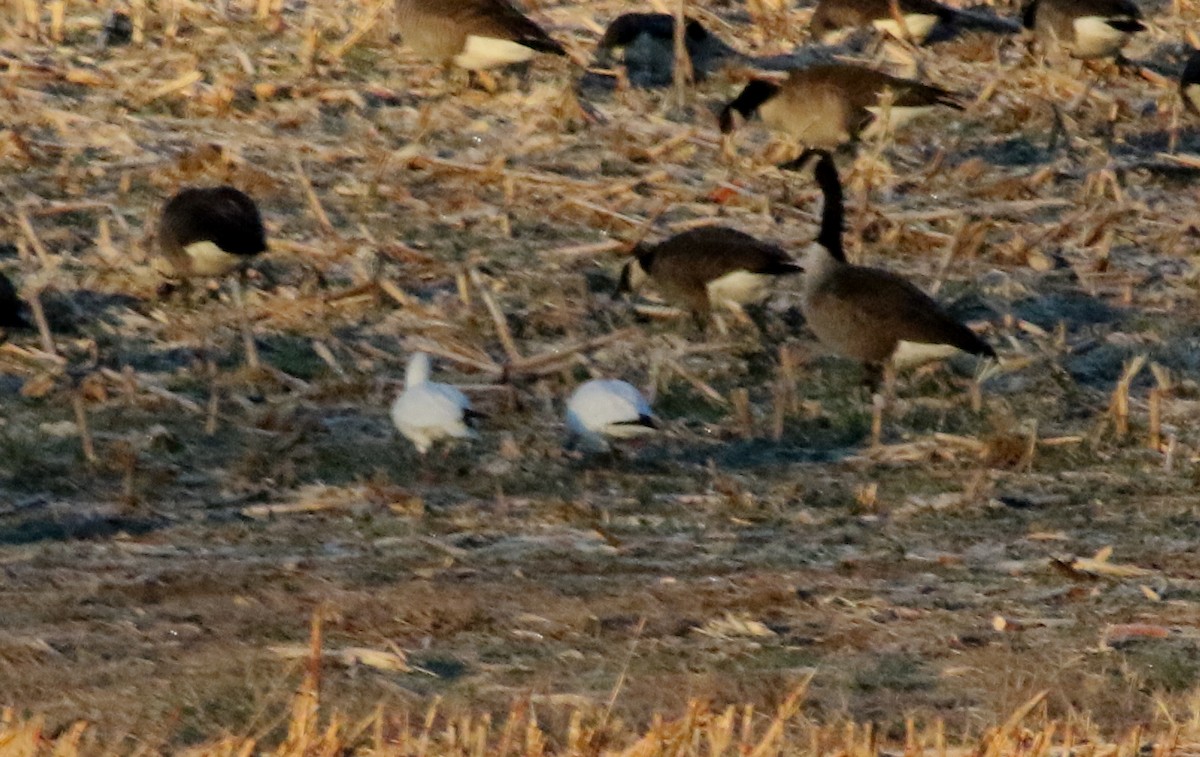 Ross's Goose - ML391268341