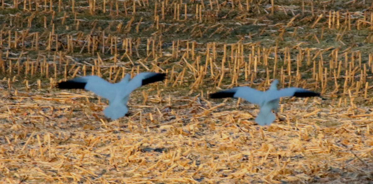 Ross's Goose - ML391268351