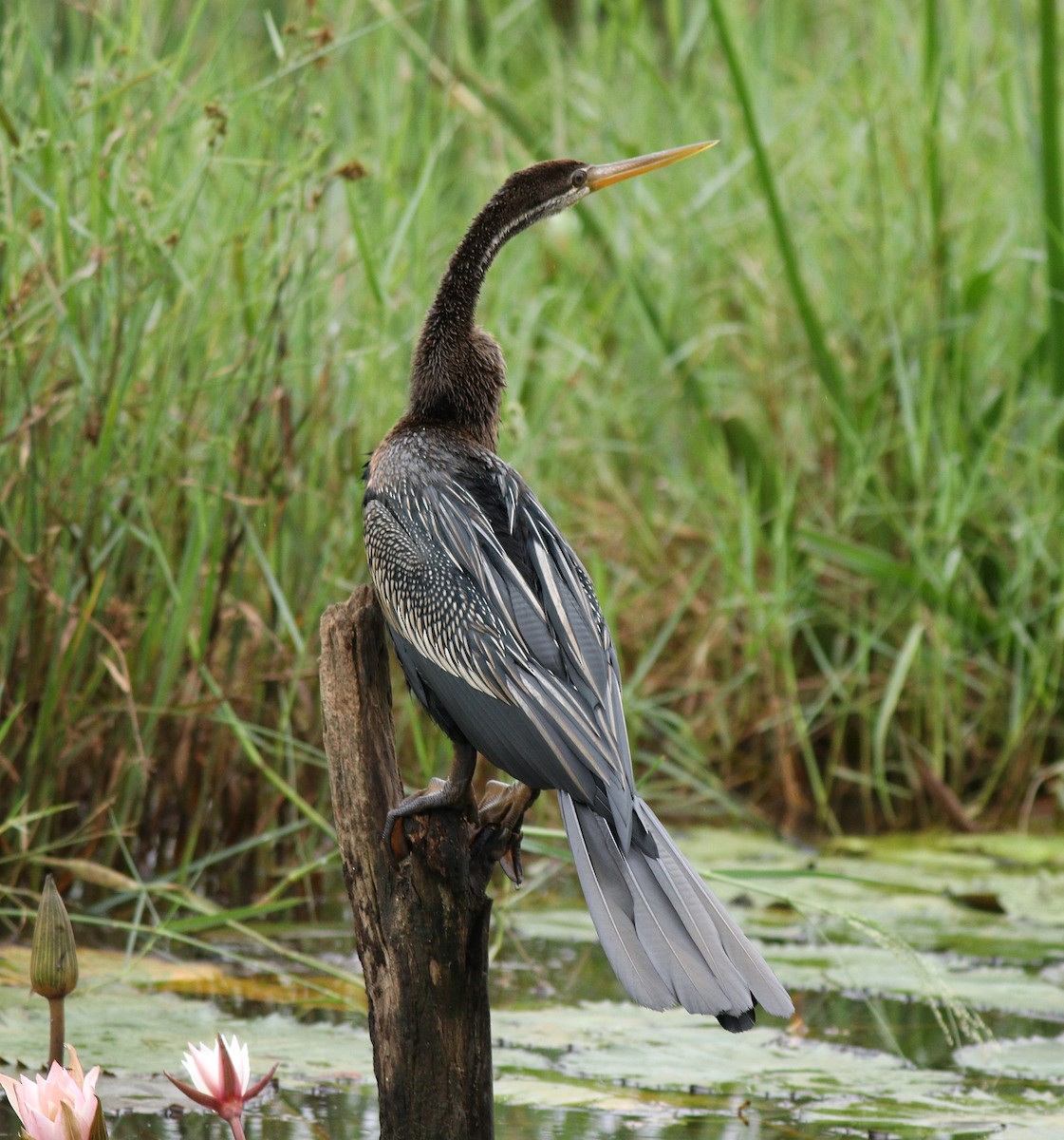 Oriental Darter - ML391268851