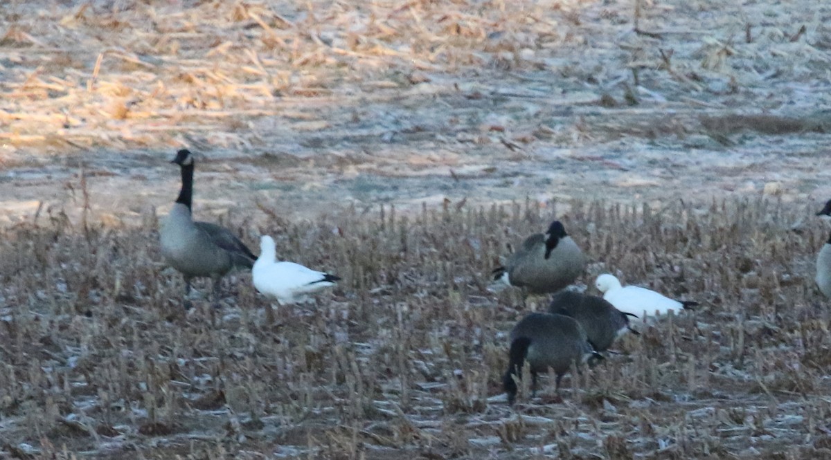 Ross's Goose - ML391271891