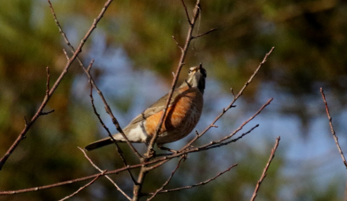 American Robin - ML391272151