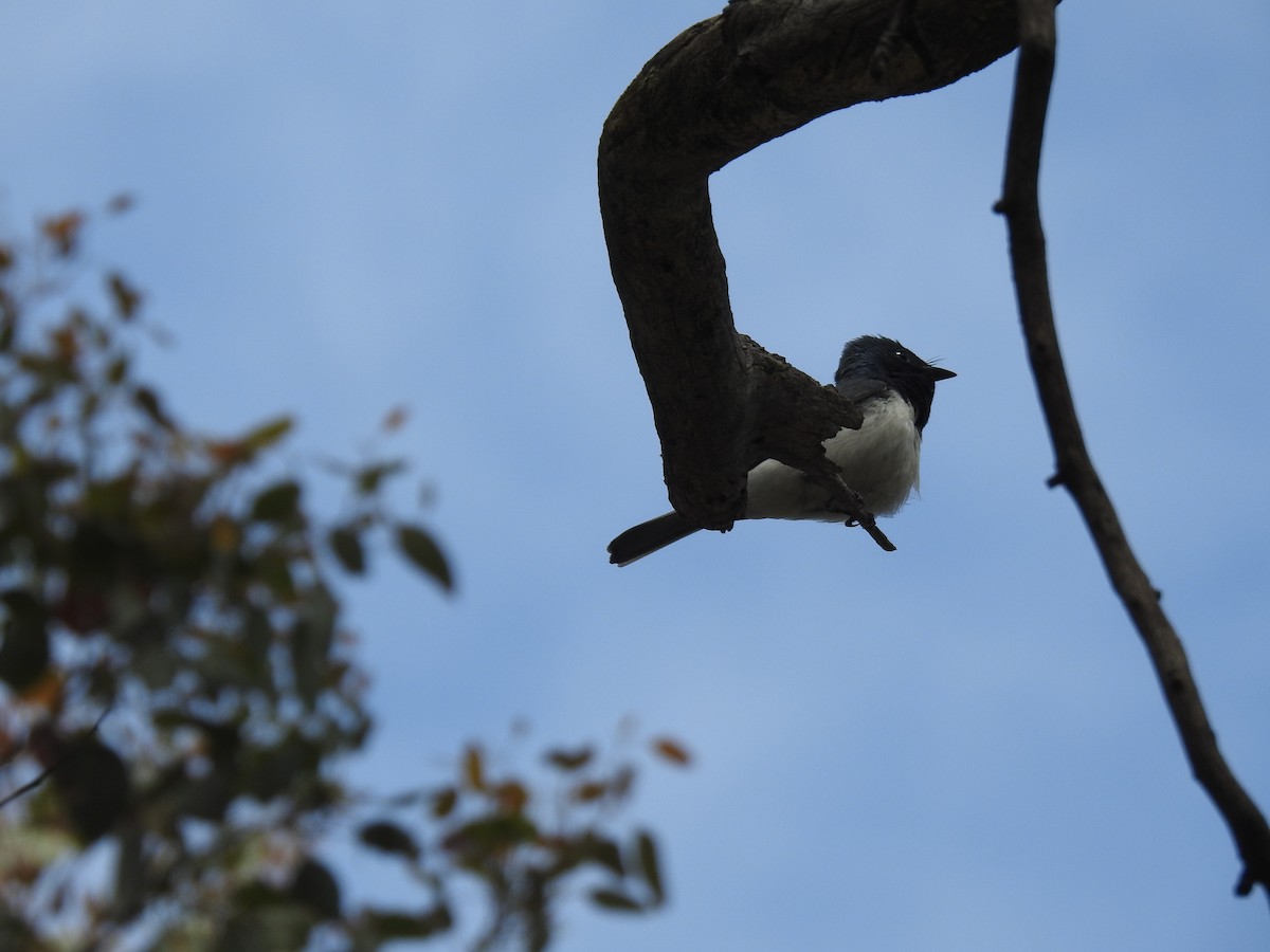Leaden Flycatcher - ML391272251