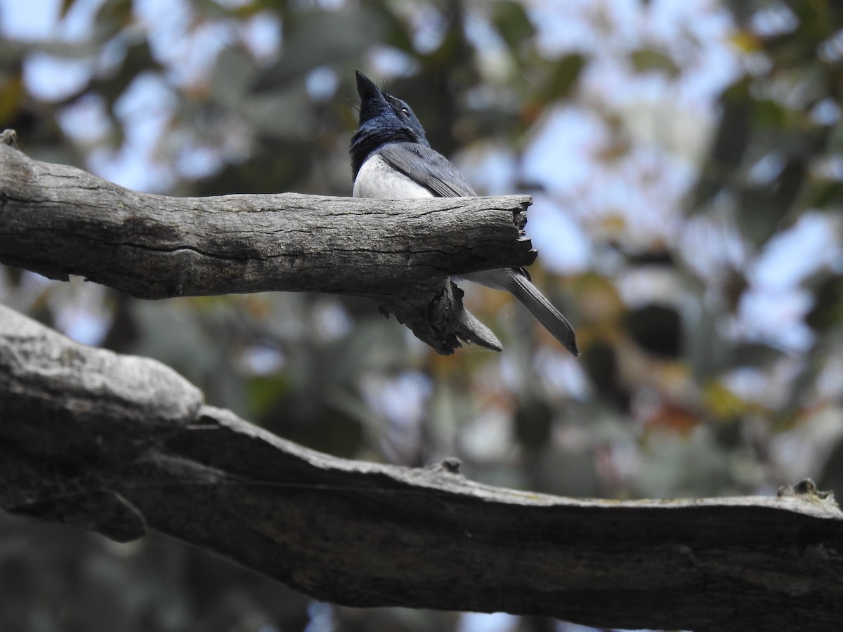 Leaden Flycatcher - ML391272261