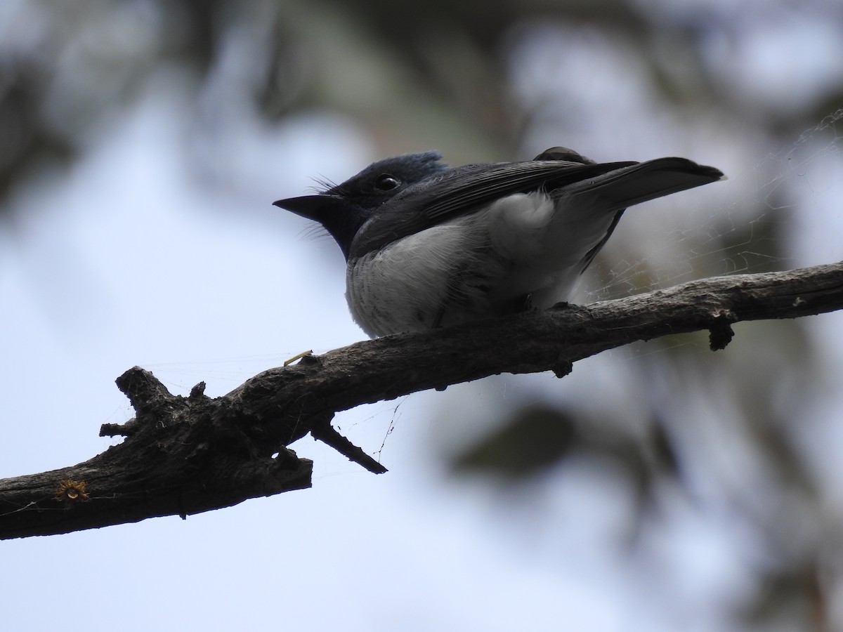 Leaden Flycatcher - ML391272281