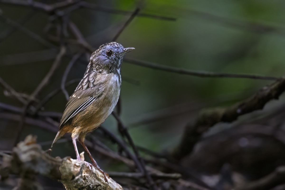 Streaked Wren-Babbler - Arpit Bansal