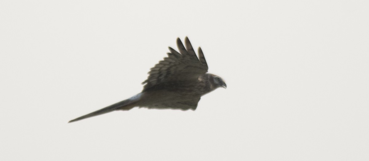 Montagu's Harrier - ML39127251