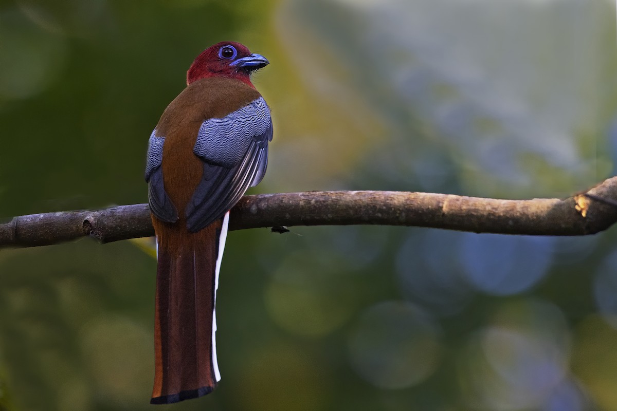 Red-headed Trogon - ML391272571