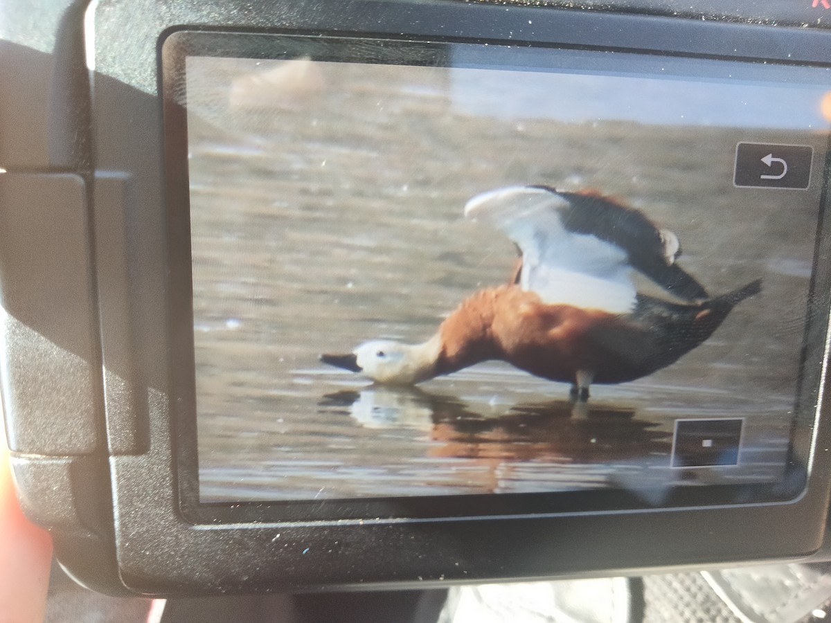 Ruddy Shelduck - ML391273601