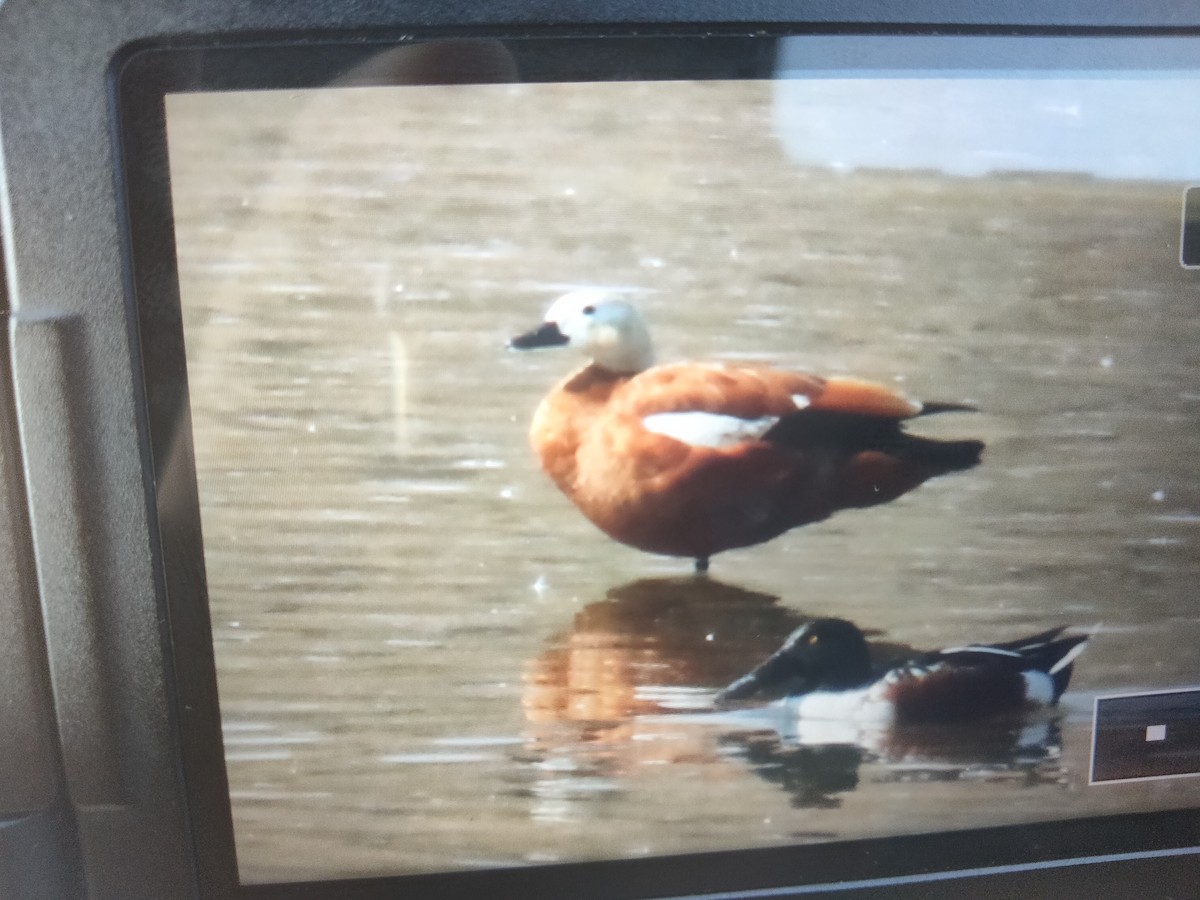 Ruddy Shelduck - ML391273621