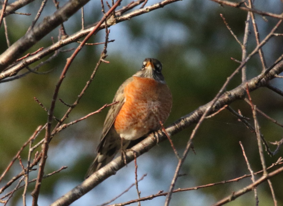 American Robin - ML391273831