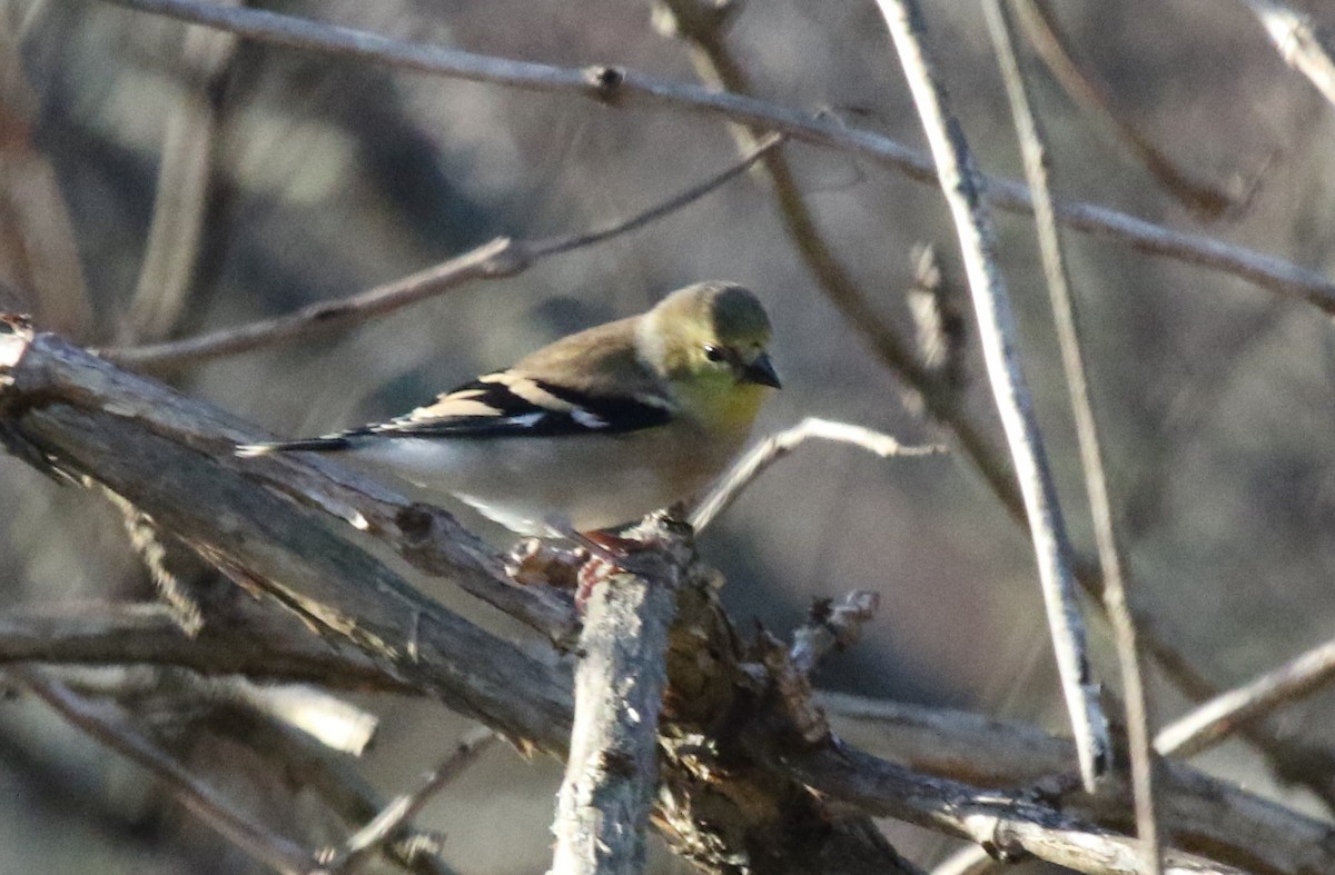 American Goldfinch - ML391273871