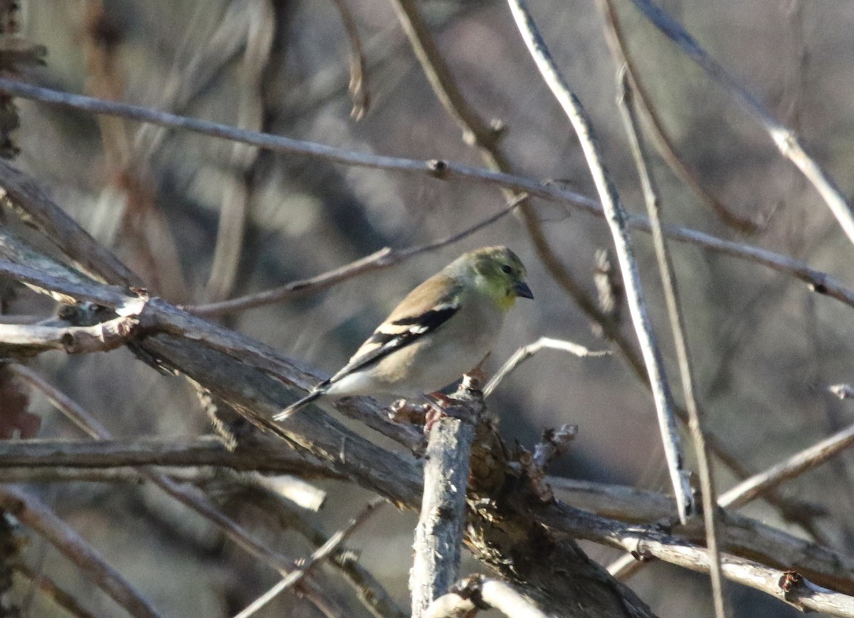 American Goldfinch - ML391273881