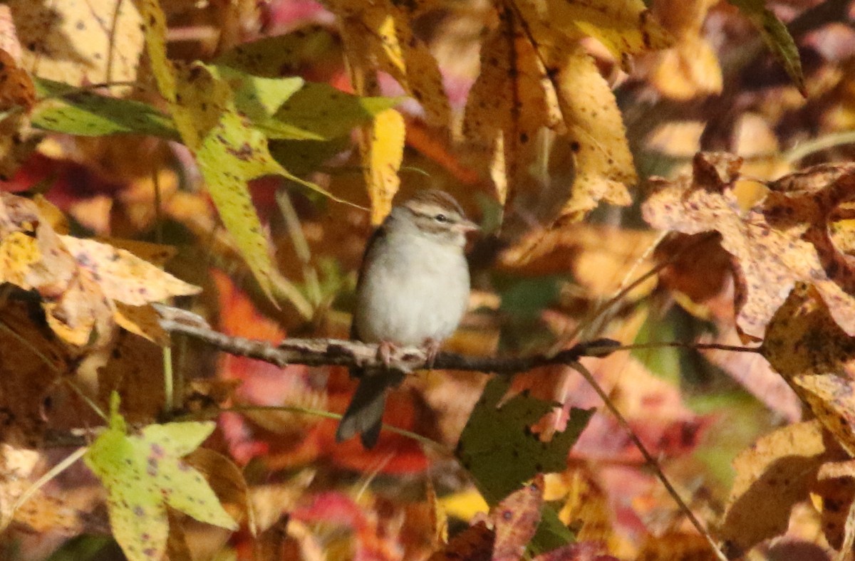 Chipping Sparrow - ML391273901