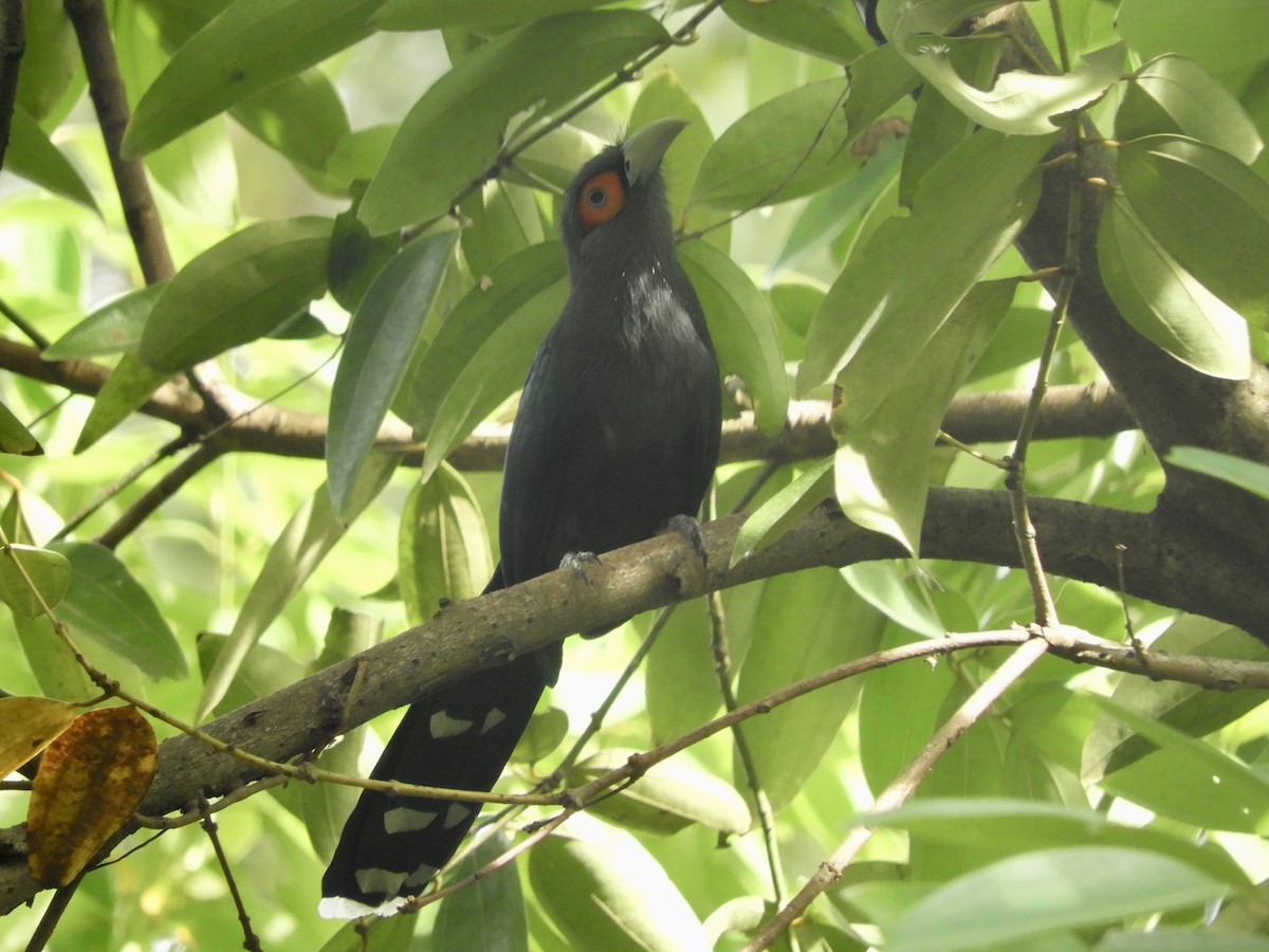 Chestnut-bellied Malkoha - Bear Jia