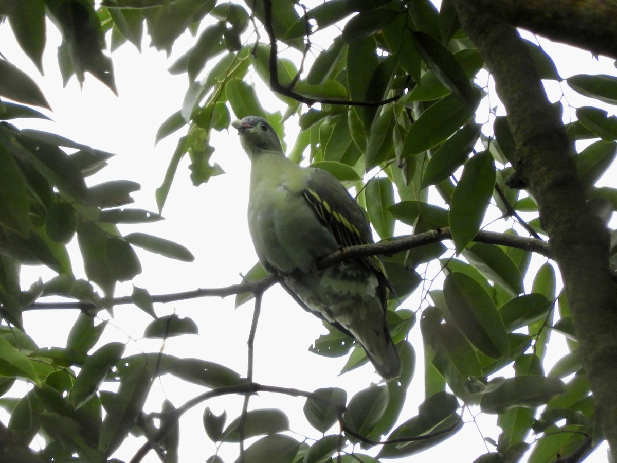 Thick-billed Green-Pigeon - Bear Jia