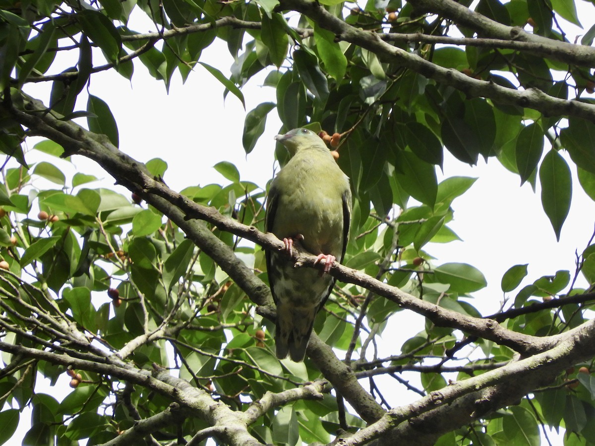 Thick-billed Green-Pigeon - ML391274231