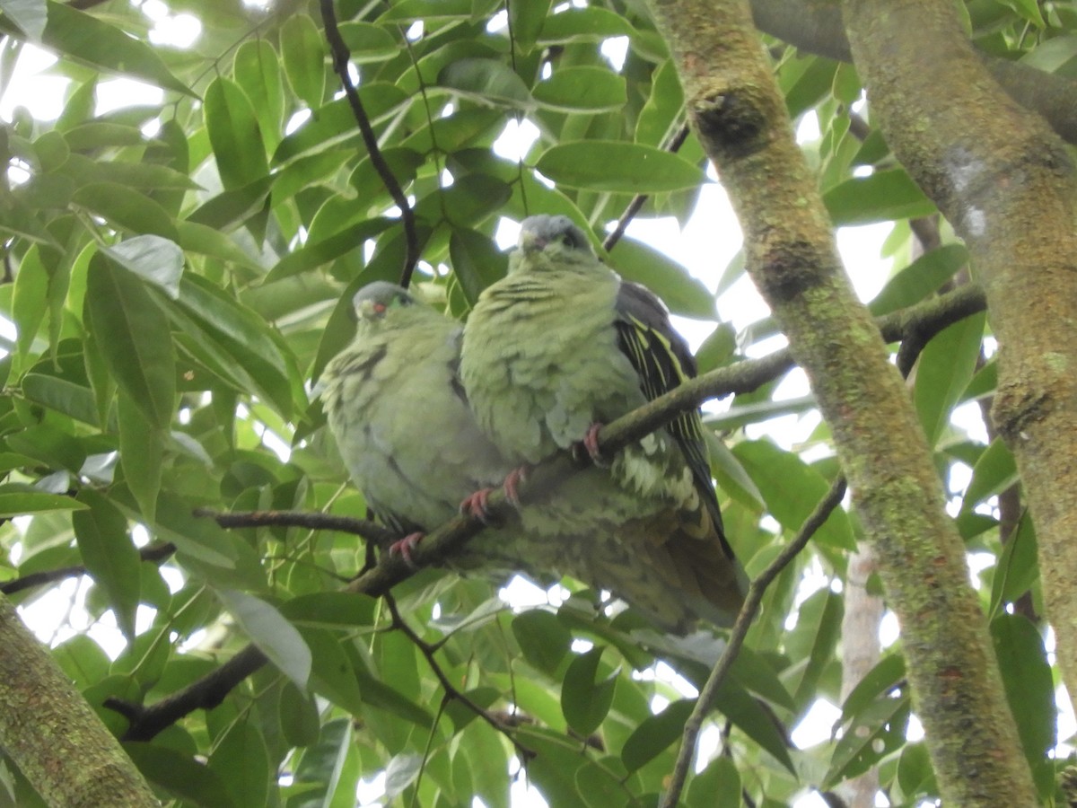 Thick-billed Green-Pigeon - ML391274261