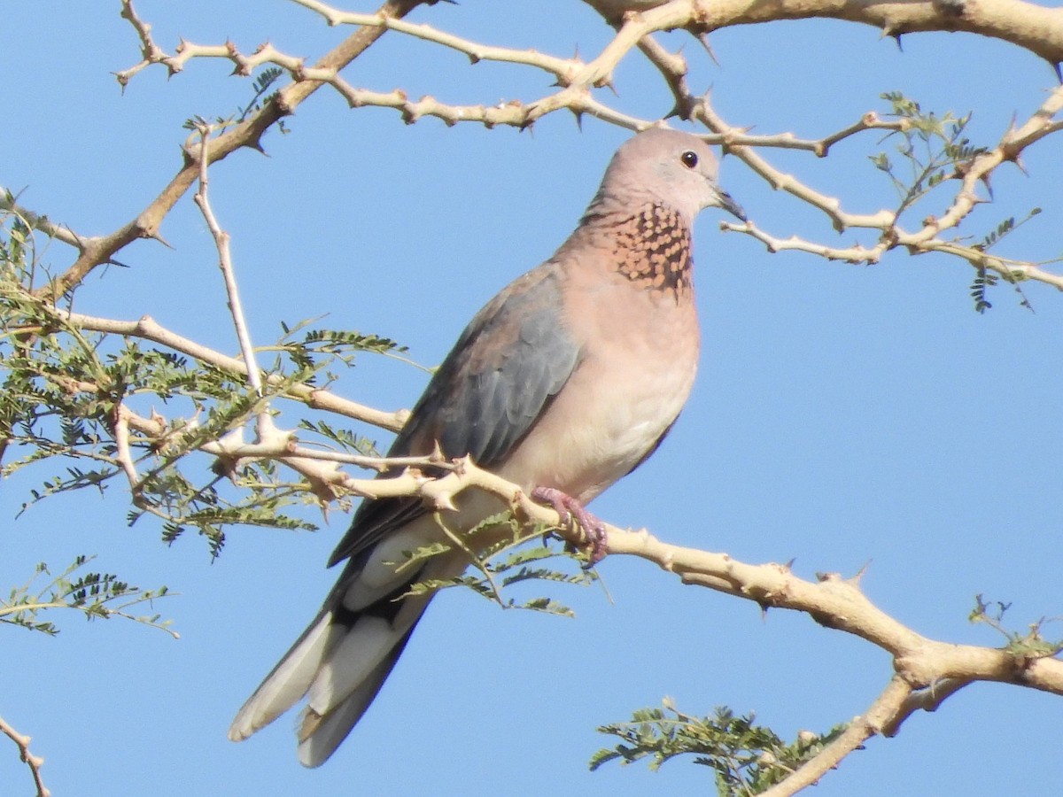 Tórtola Senegalesa - ML391274561