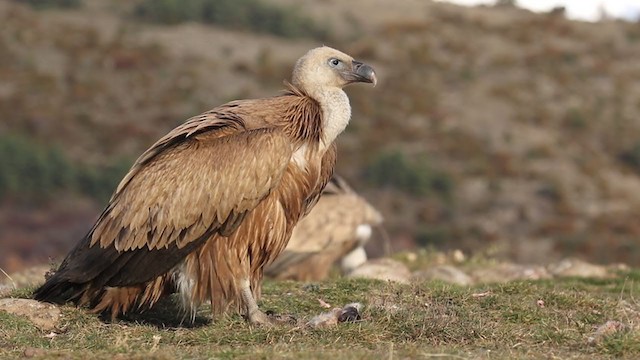 Eurasian Griffon - ML391274611