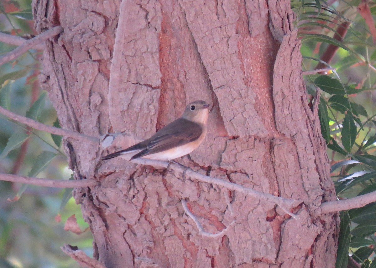 Red-breasted Flycatcher - ML391276951