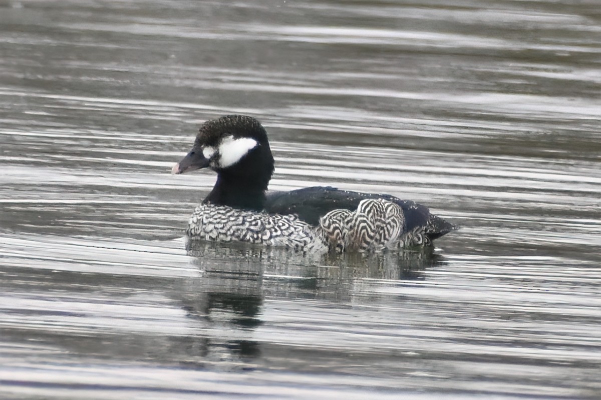 Green Pygmy-Goose - Frank Lin