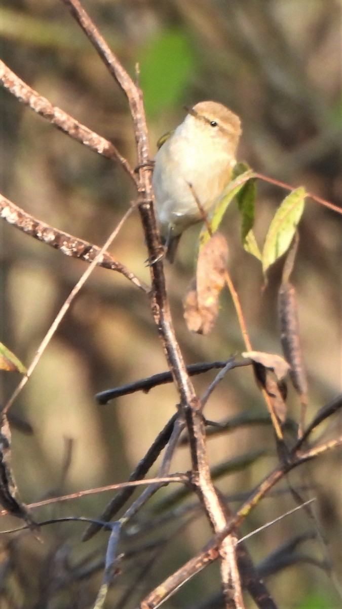 Common Chiffchaff - ML391280991