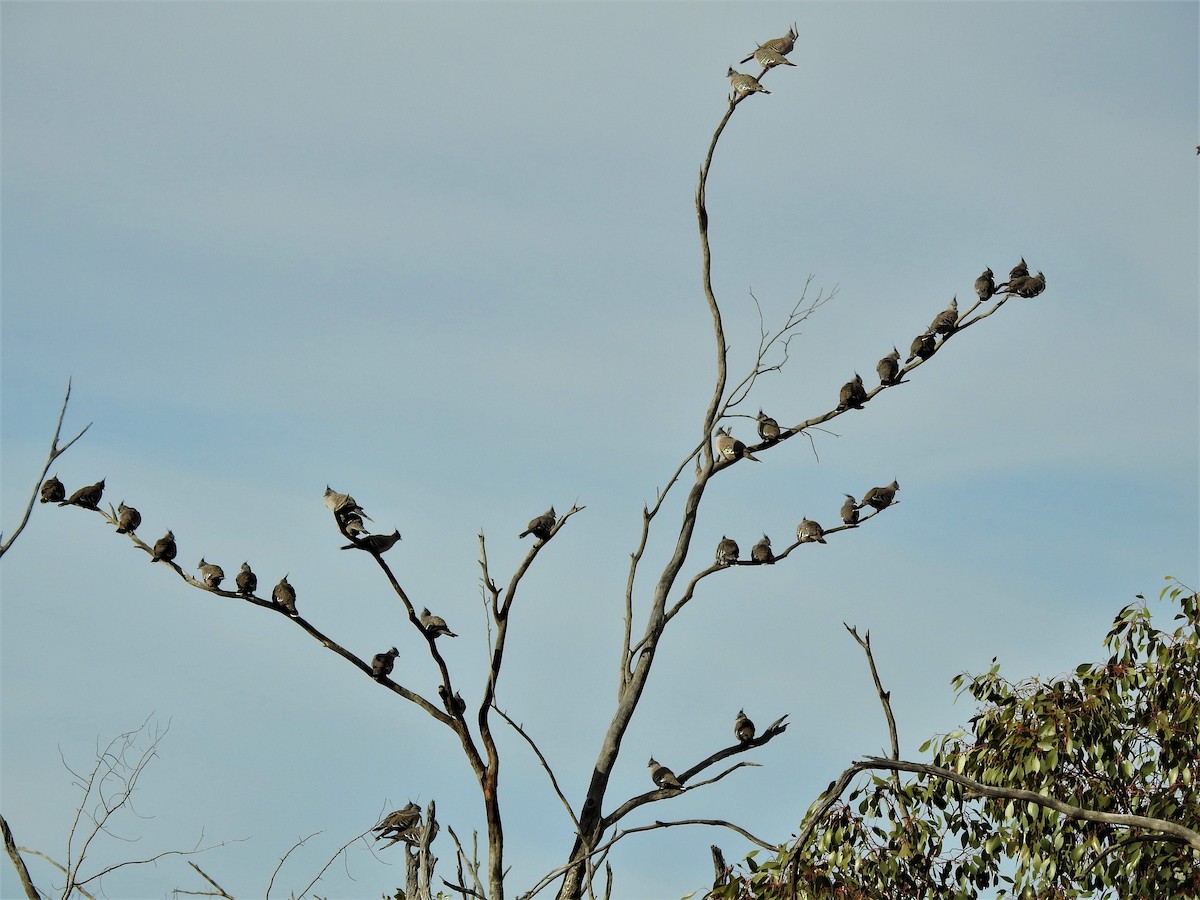 Crested Pigeon - ML391281901