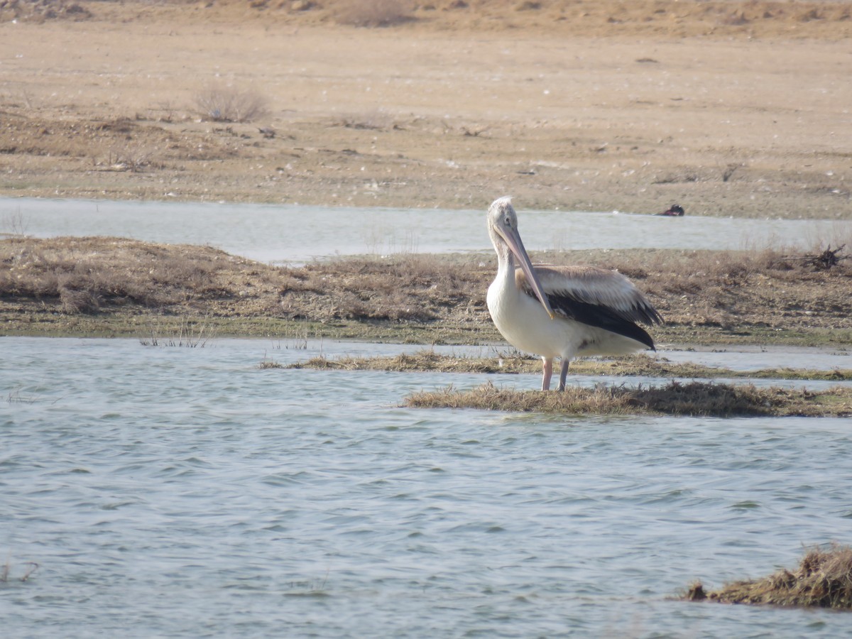 Great White Pelican - Saeed Gallehdari