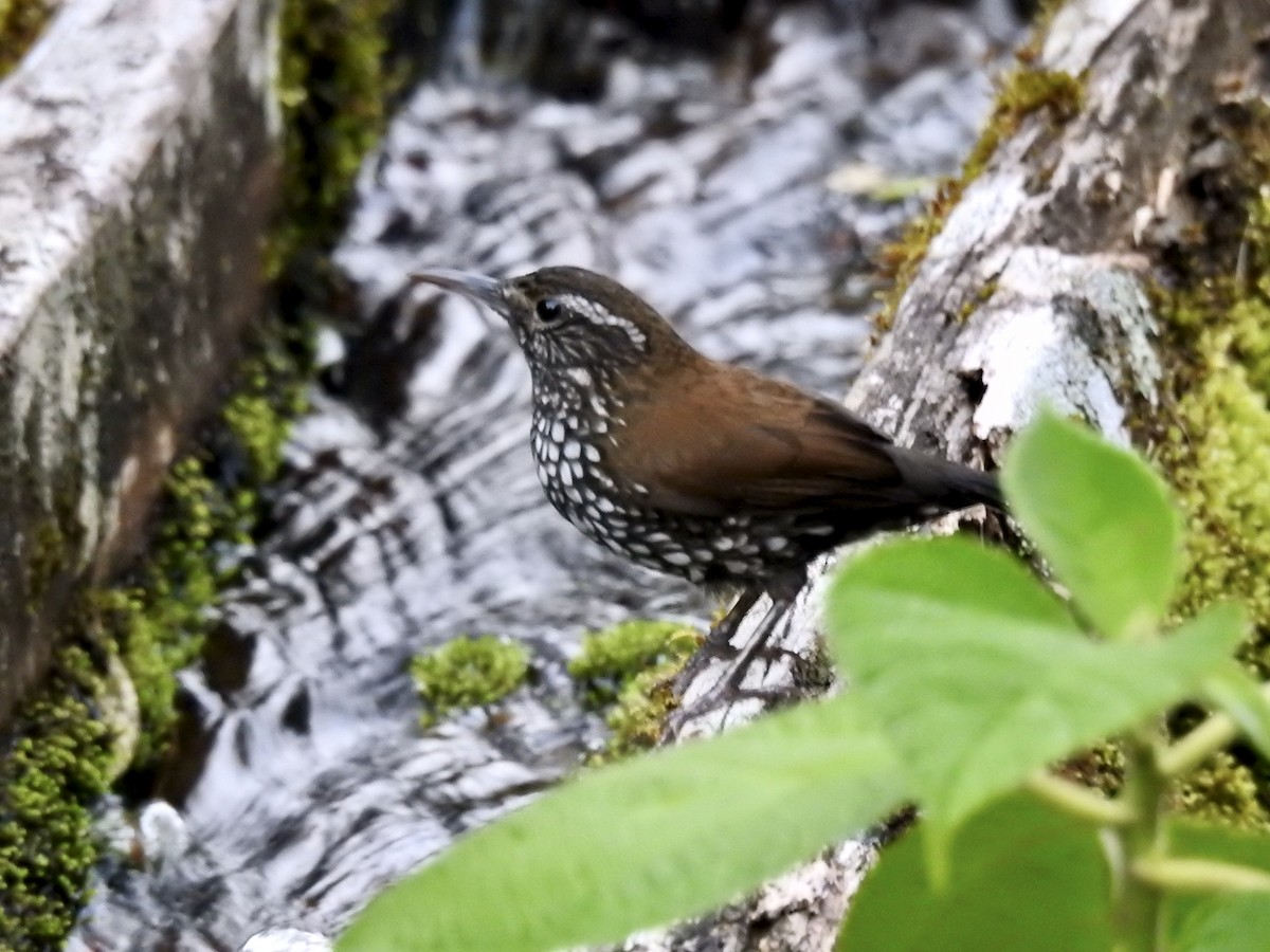 Sharp-tailed Streamcreeper - ML391282301