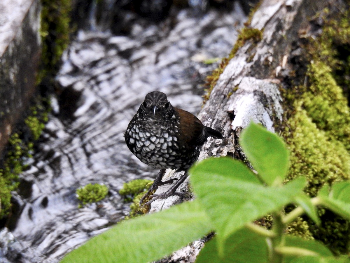 Sharp-tailed Streamcreeper - ML391282311