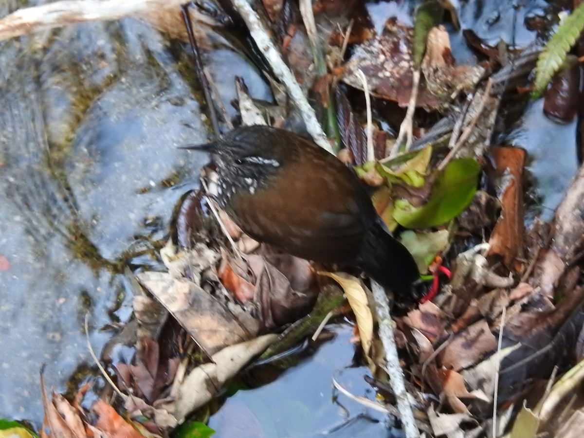 Sharp-tailed Streamcreeper - ML391282331