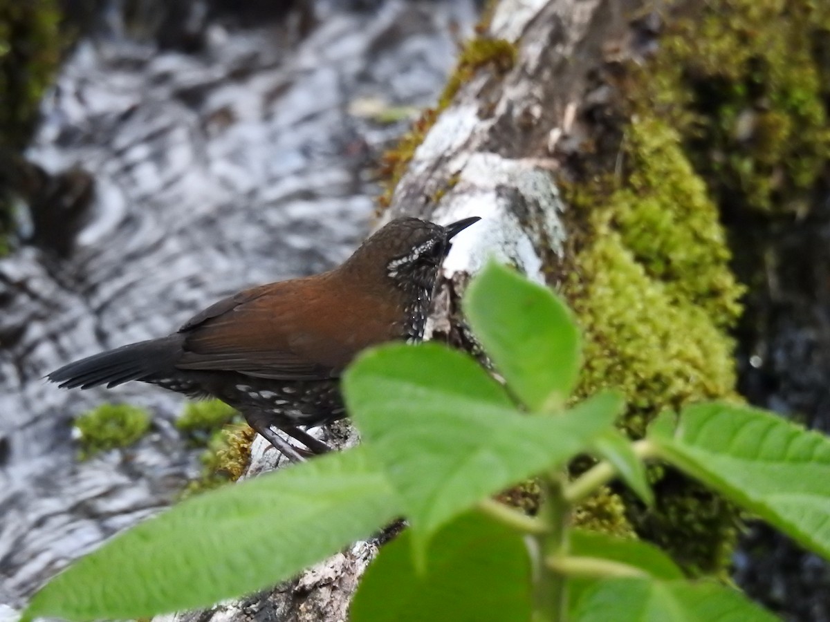 Sharp-tailed Streamcreeper - ML391282341