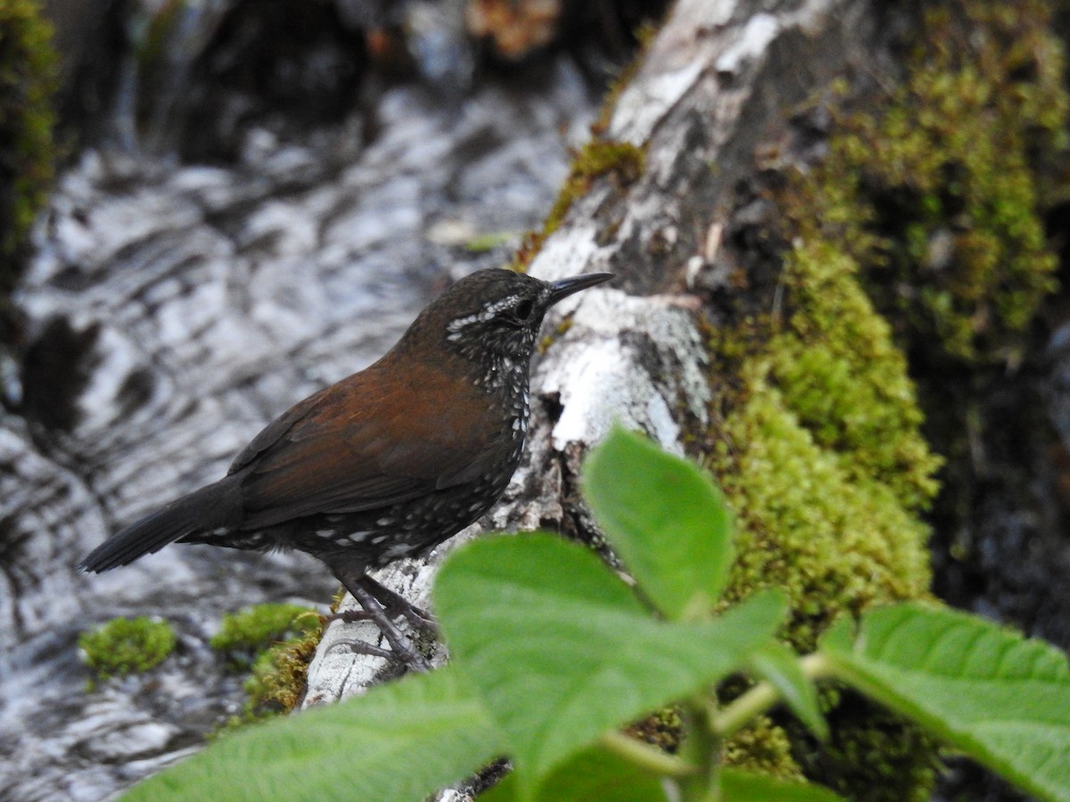 Sharp-tailed Streamcreeper - ML391282351