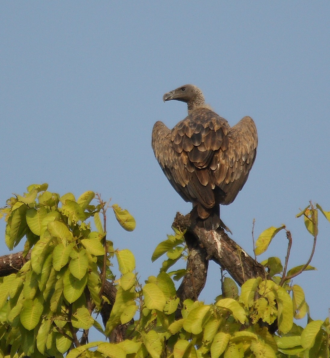 Indian Vulture - ML391283241