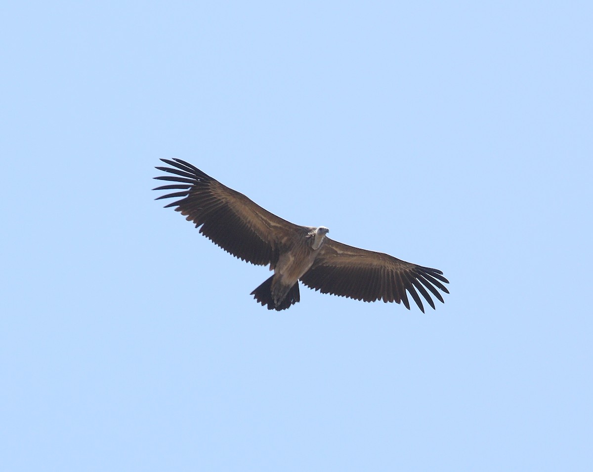 Indian Vulture - ML391283251