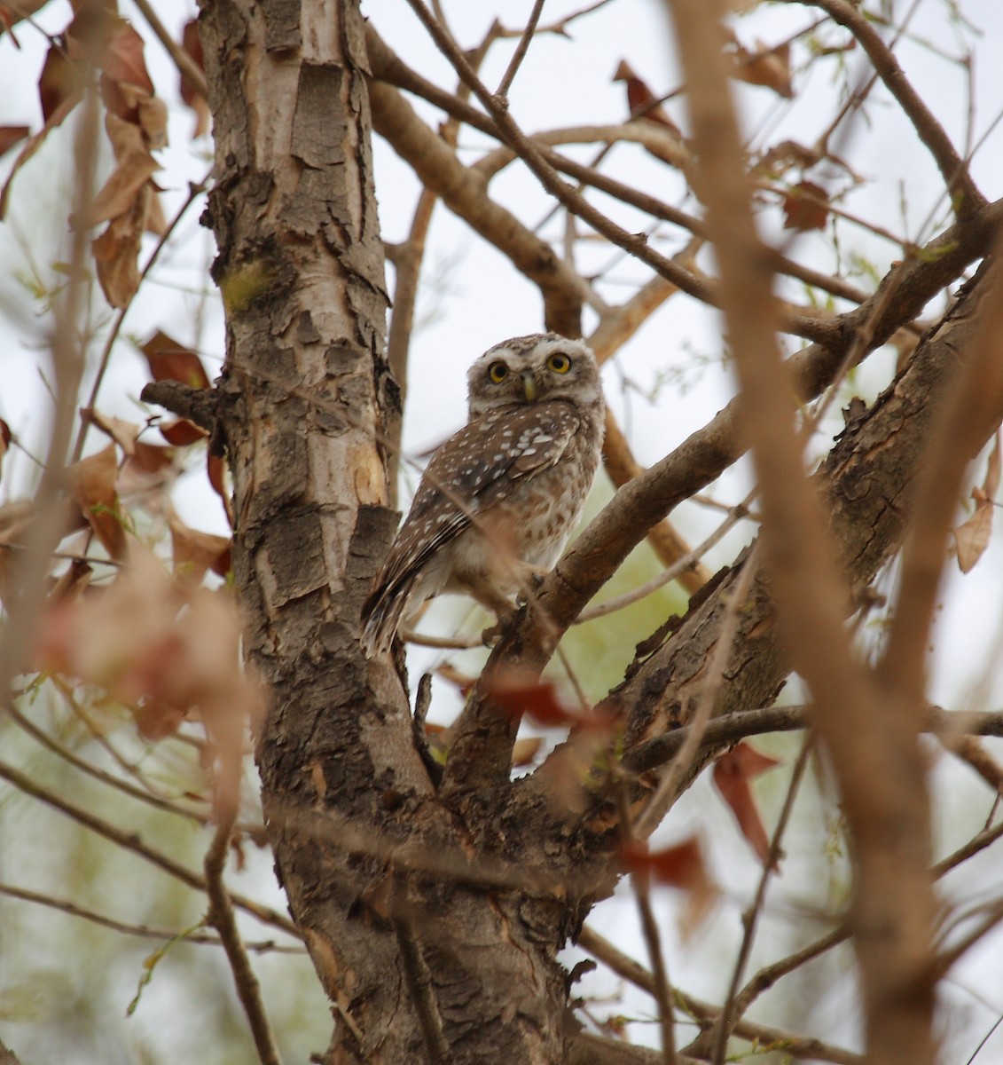 Spotted Owlet - ML391283481