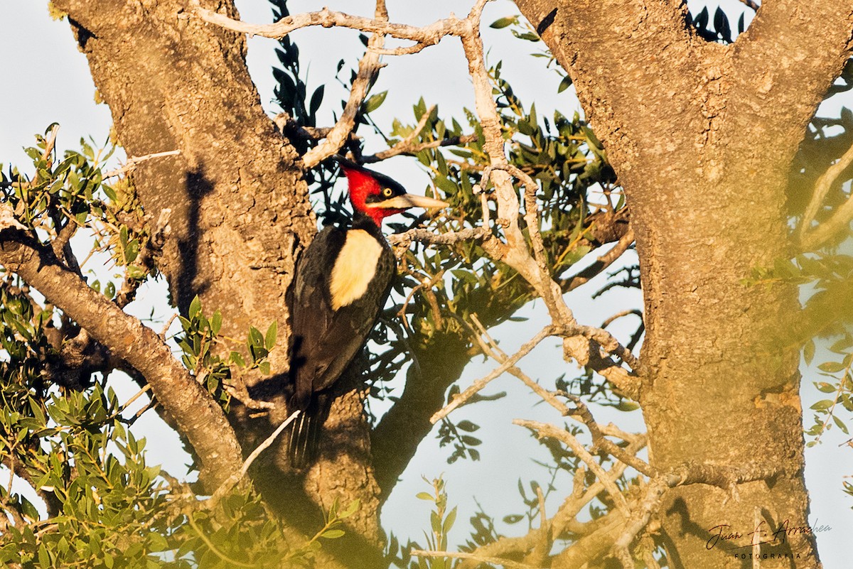 Cream-backed Woodpecker - ML391283751