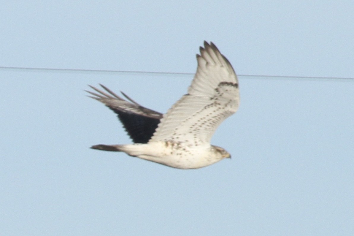 Ferruginous Hawk - ML391283981