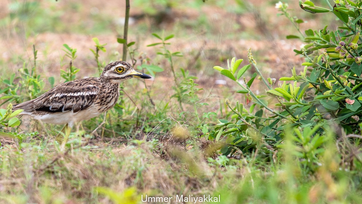 Indian Thick-knee - ML391284181