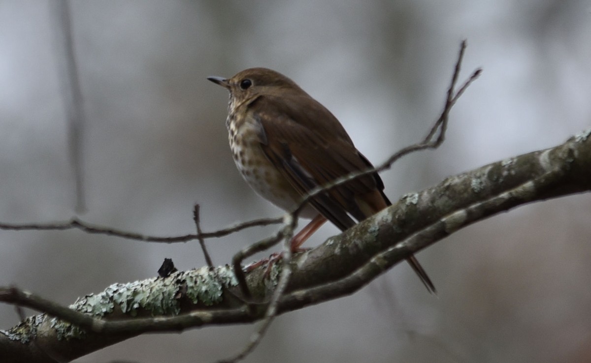 Hermit Thrush - ML39128431