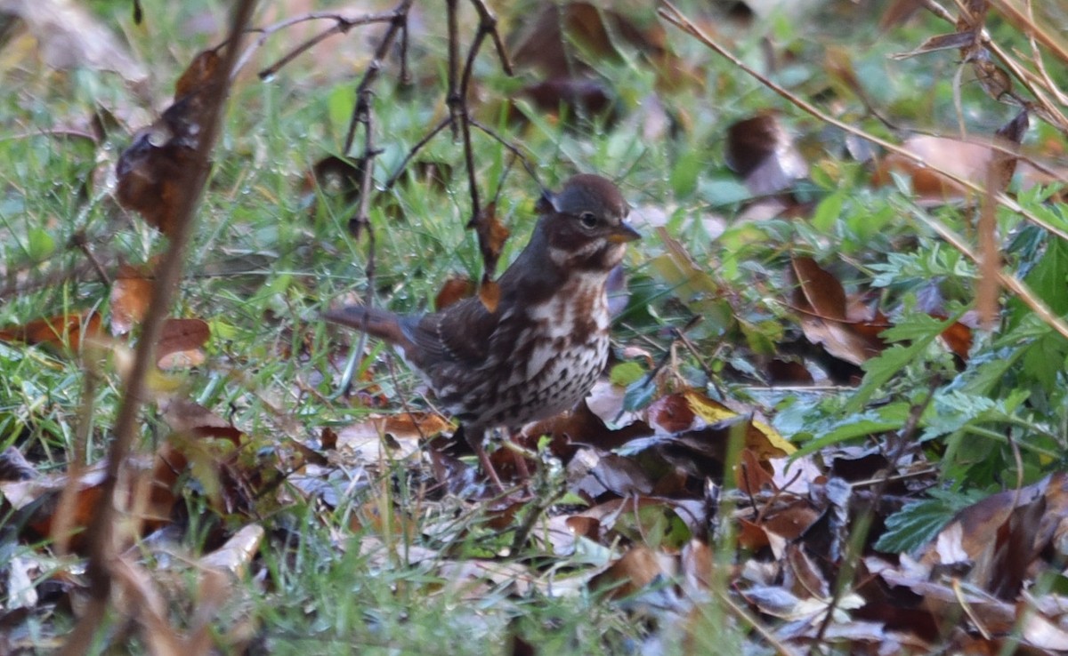 Fox Sparrow - ML39128581