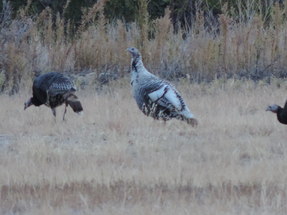 Wild Turkey - ML39128651